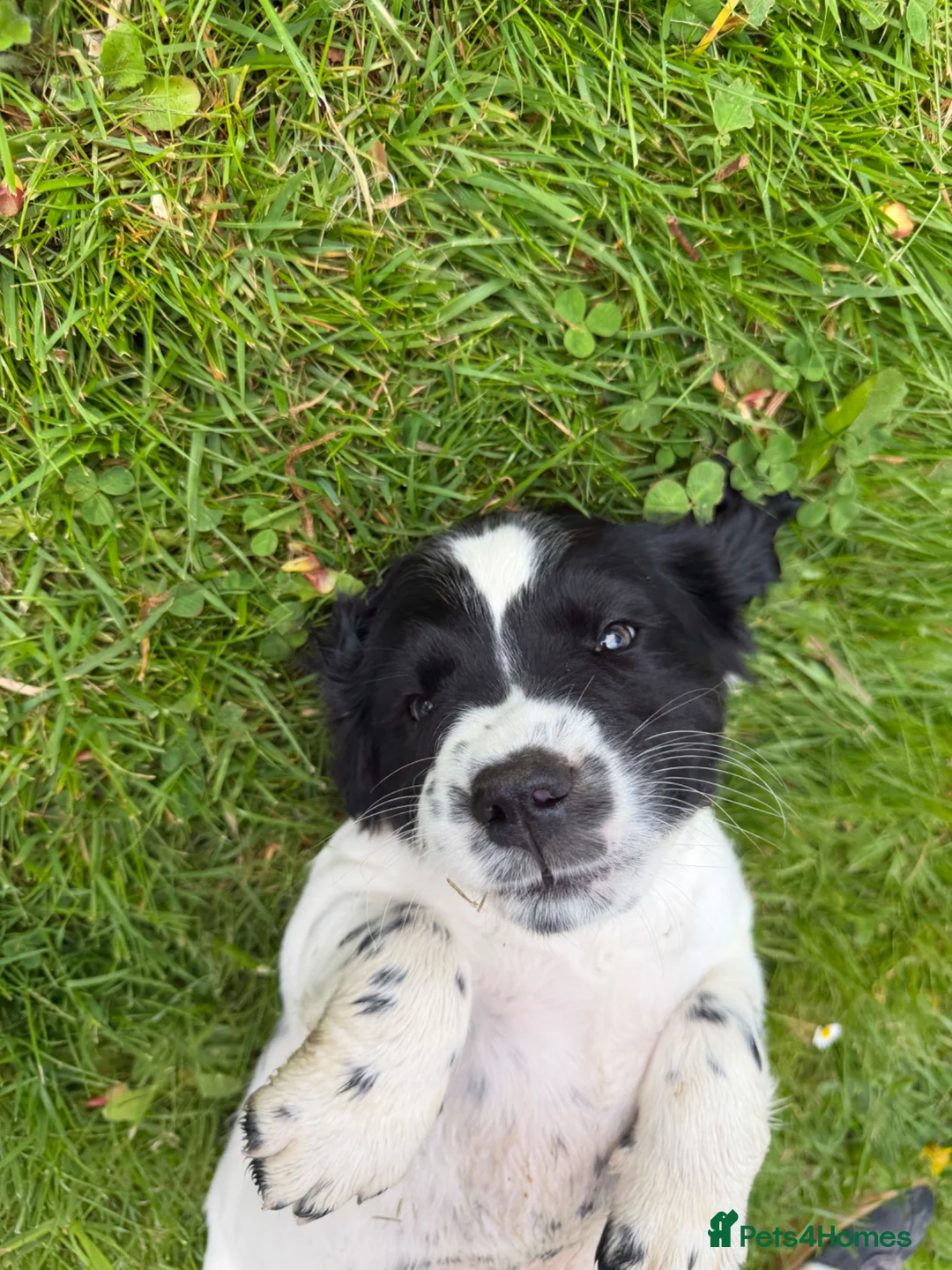 English Springer Spaniel dogs for sale: SPRINGER SPANIEL PUPPIES - Advert 2