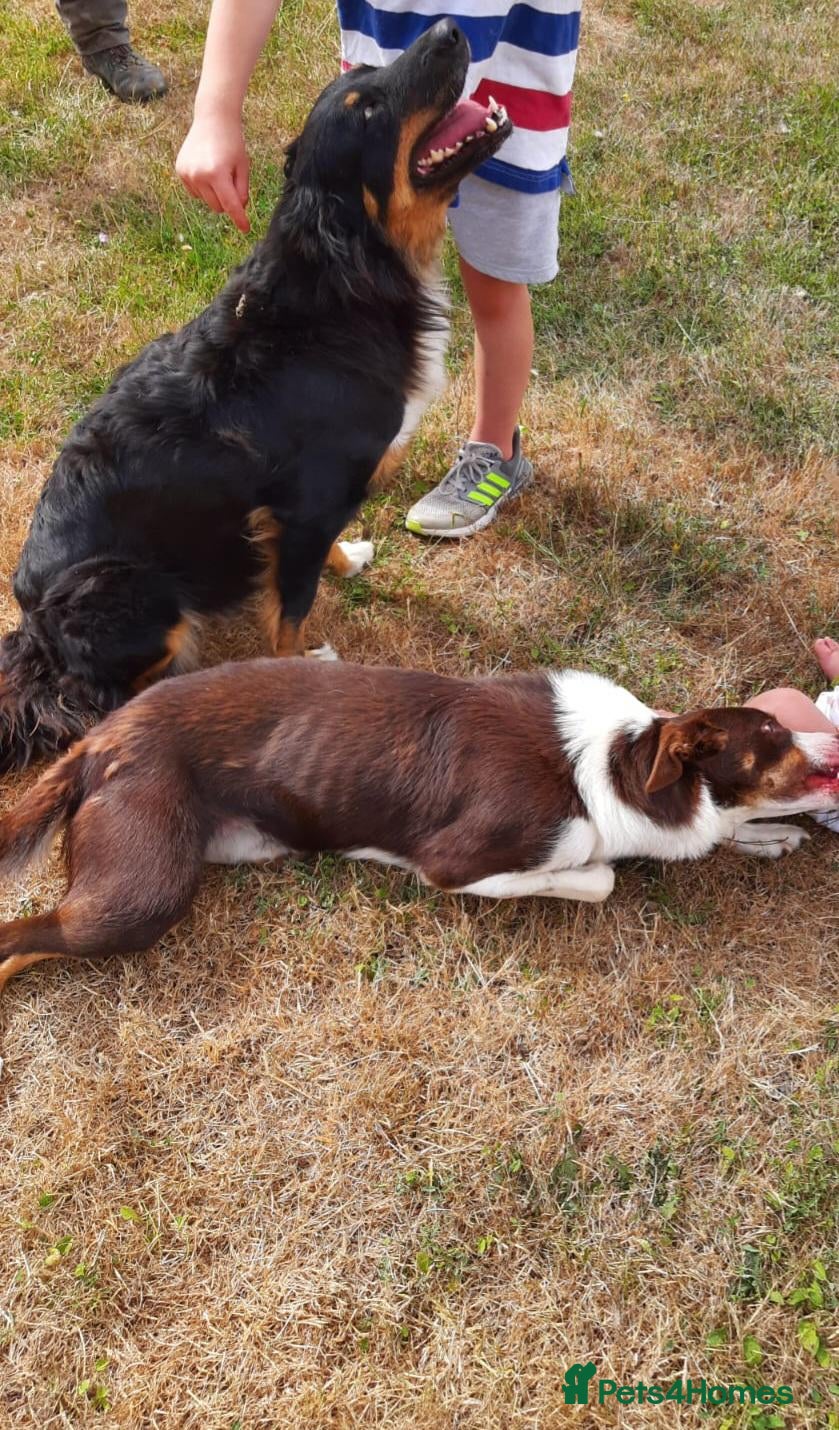 Border Collie dogs Border Collie puppies for sale(long haired) - Advert 2