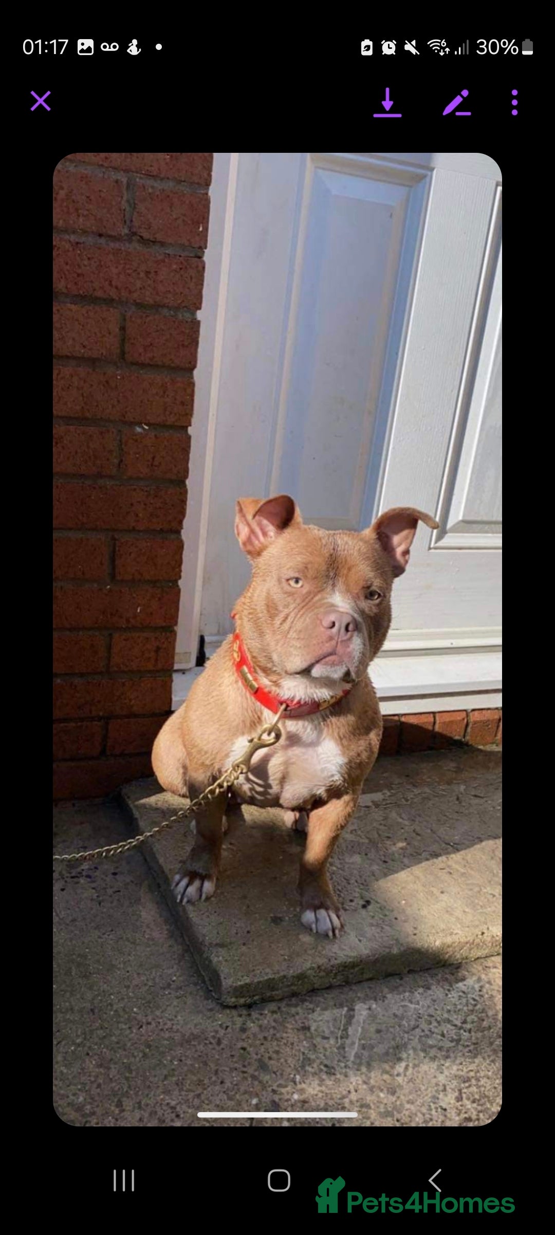 Mixed Breed dogs for sale: Siberian Husky x Pocket Bully  - Image 12