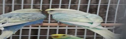 Mixed Breed birds for sale: Budgies for sale  - Advert 27