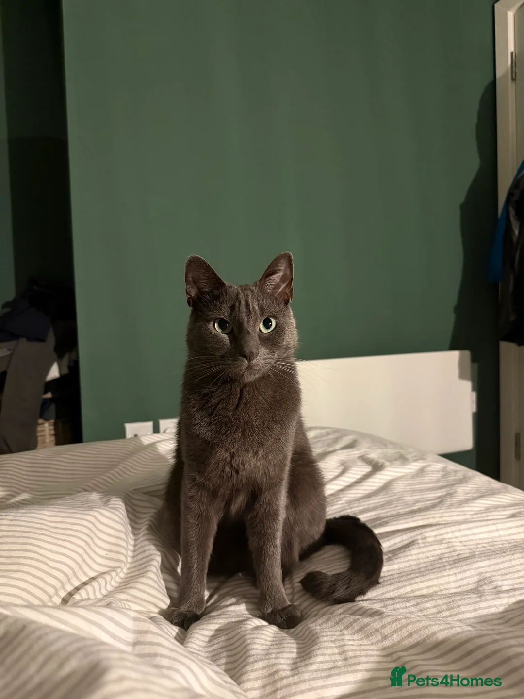 Mixed Breed cats for sale: Affectionate indoor cat looking for loving home - Advert 7