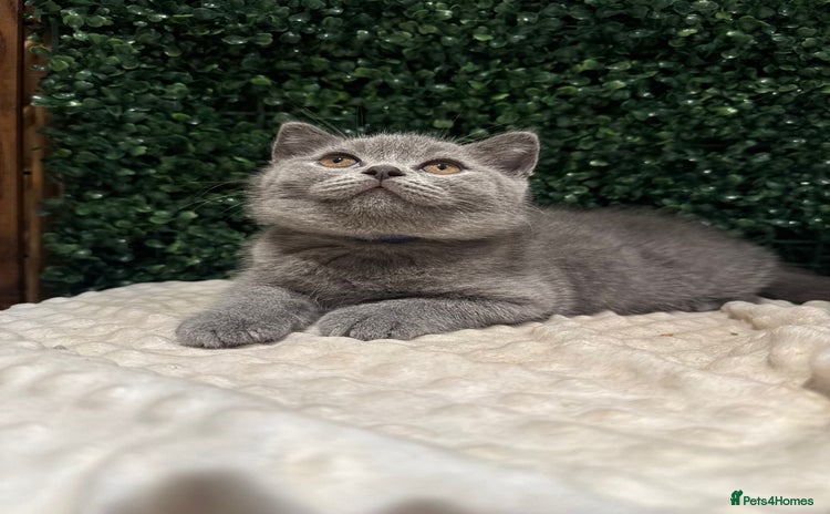 British Shorthair cats - Advert 1