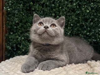 British Shorthair cats - Advert 12