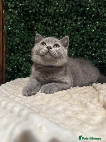 British Shorthair cats - Advert 1