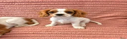Cavalier King Charles Spaniel dogs for sale: DNA Tested Cavalier King Charles Puppy Bleinham - Advert 5
