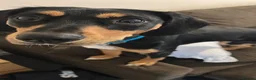 Mixed Breed dogs for sale: Walter - Advert 3