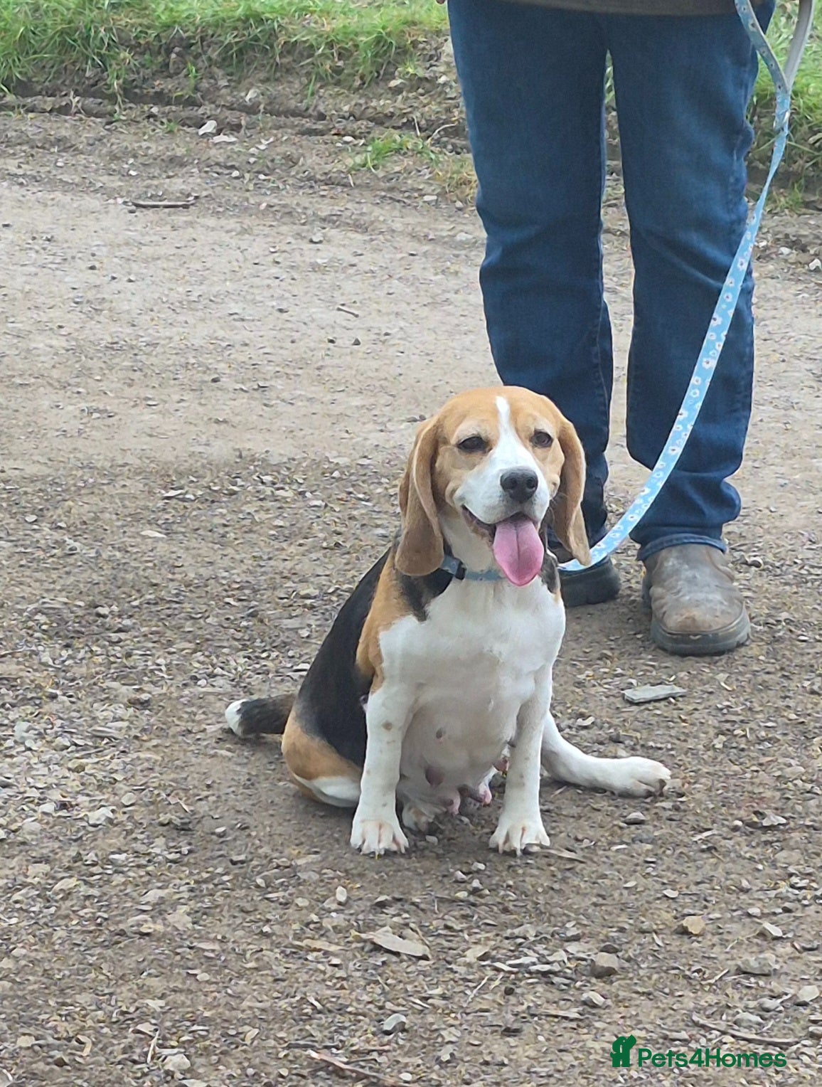 Beagle dogs BEAGLE PUPPY WAITING LIST  - Advert 5