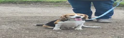 Beagle dogs for sale: BEAGLE PUPPY WAITING LIST  - Advert 1