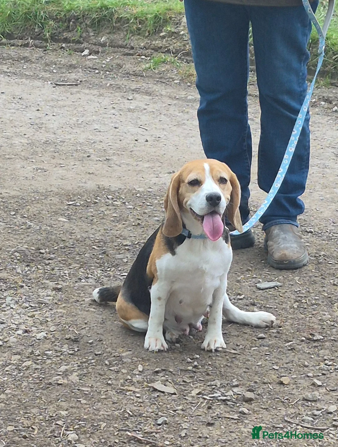 Beagle dogs for sale: BEAGLE PUPPY WAITING LIST  - Advert 1