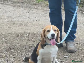 Beagle dogs BEAGLE PUPPY WAITING LIST - Advert 1