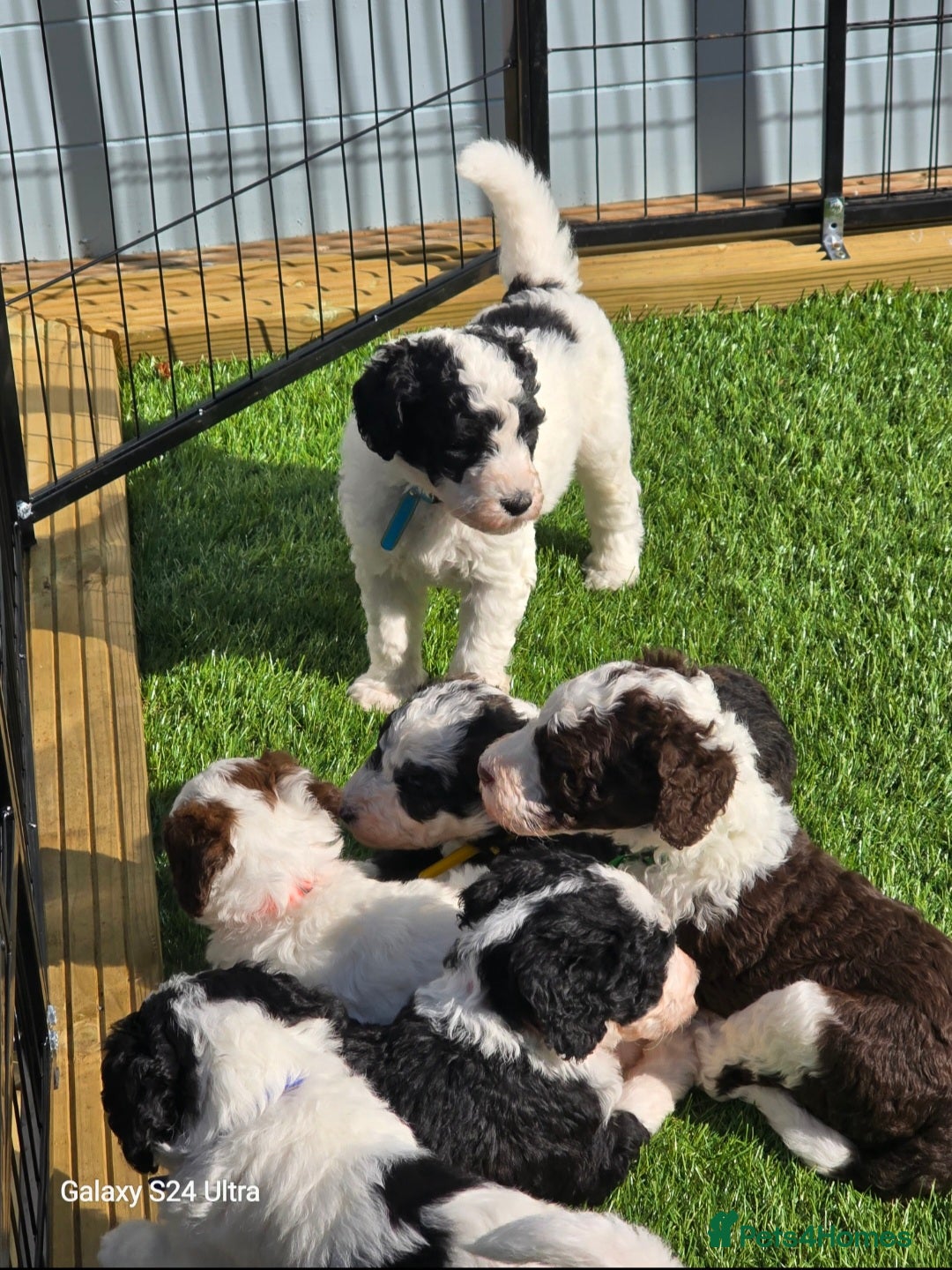 Sheepadoodle dogs for sale: Gorgeous Sheepadoodle litter - Advert 4
