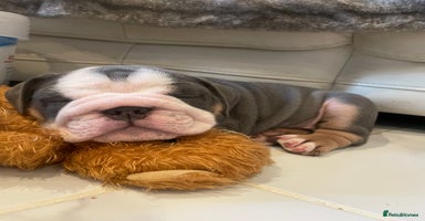 English Bulldog dogs - Advert 5