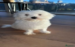 Mixed Breed dogs for sale: Puppy  - Image 1