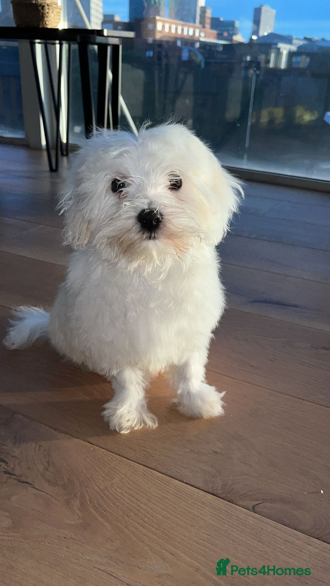 Mixed Breed dogs for sale: Puppy  - Image 1