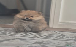 Pomeranian dogs for sale: Pomeranian  - Image 1