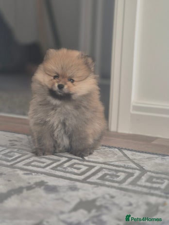 Pomeranian dogs - Advert 1