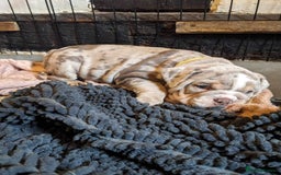 English Bulldog dogs for sale: Elite English Bulldog Breeding Pair Available! - Image 20