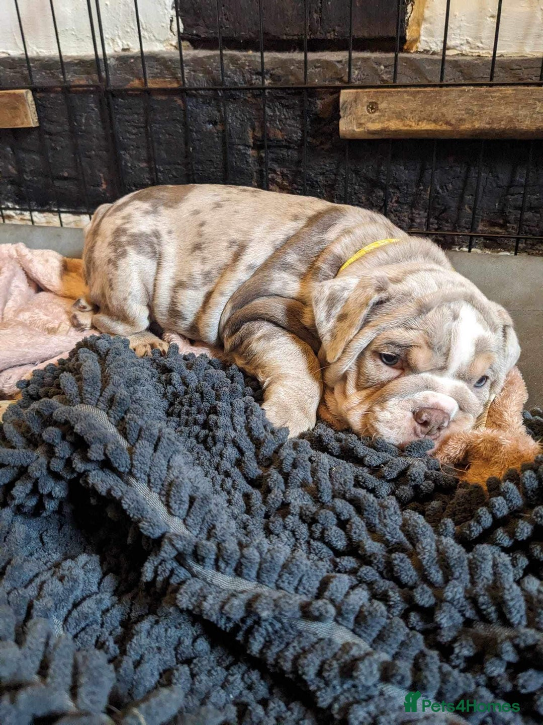 English Bulldog dogs for sale: Elite English Bulldog Breeding Pair Available! - Image 20