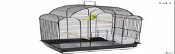Budgerigars birds for sale: Beautiful Baby Budgies for sale. - Advert 15