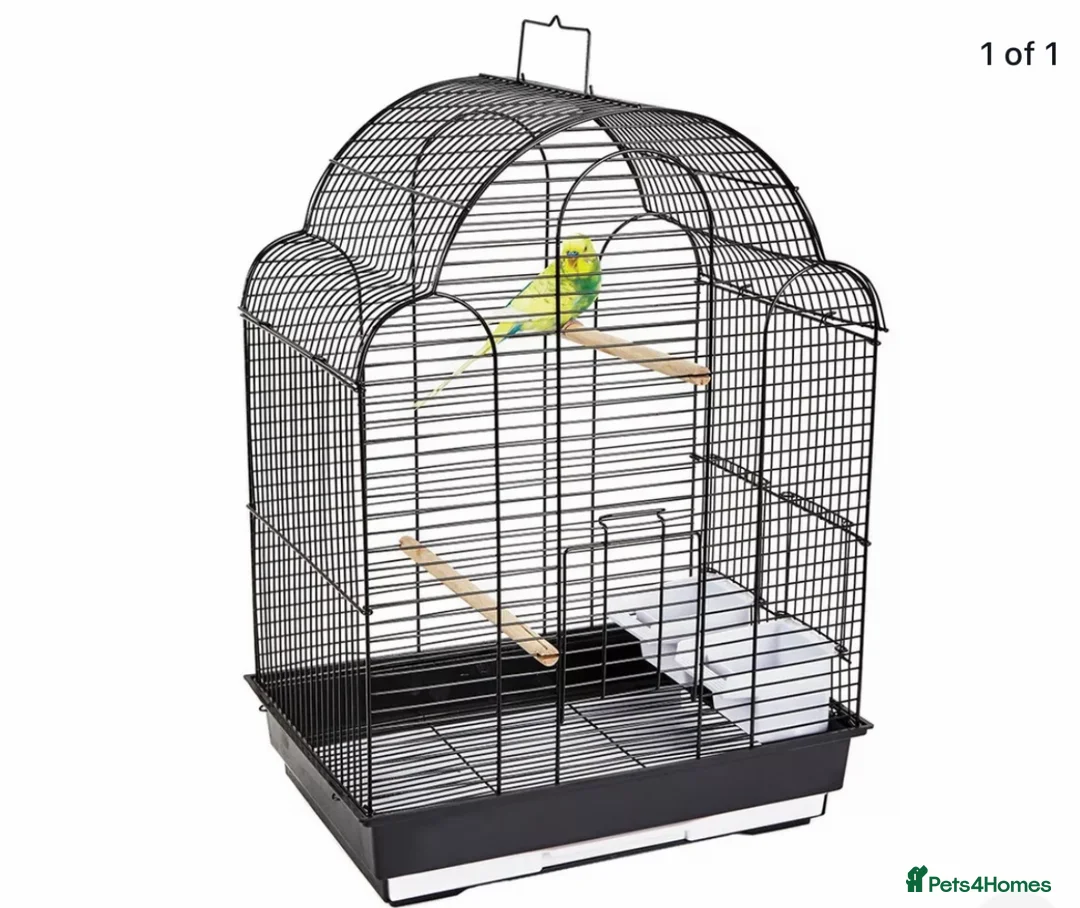 Budgerigars birds for sale: Beautiful Baby Budgies for sale. - Advert 12