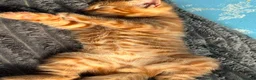 Mixed Breed cats for sale: Male ginger kitten - Advert 3