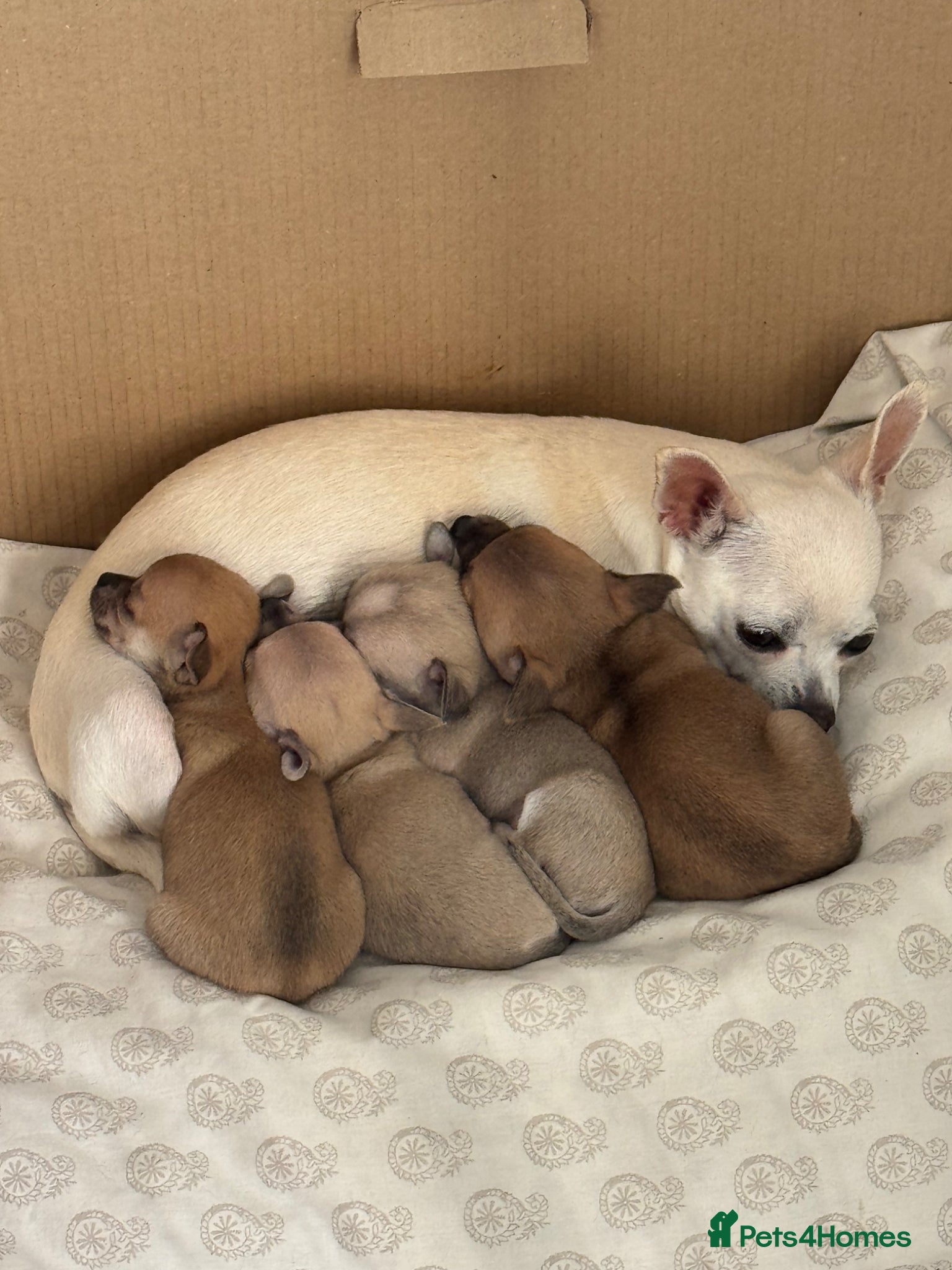 Chihuahua dogs Chihuahua Puppies (EARLY VIEWINGS, WEEKLY UPDATES) - Advert 16