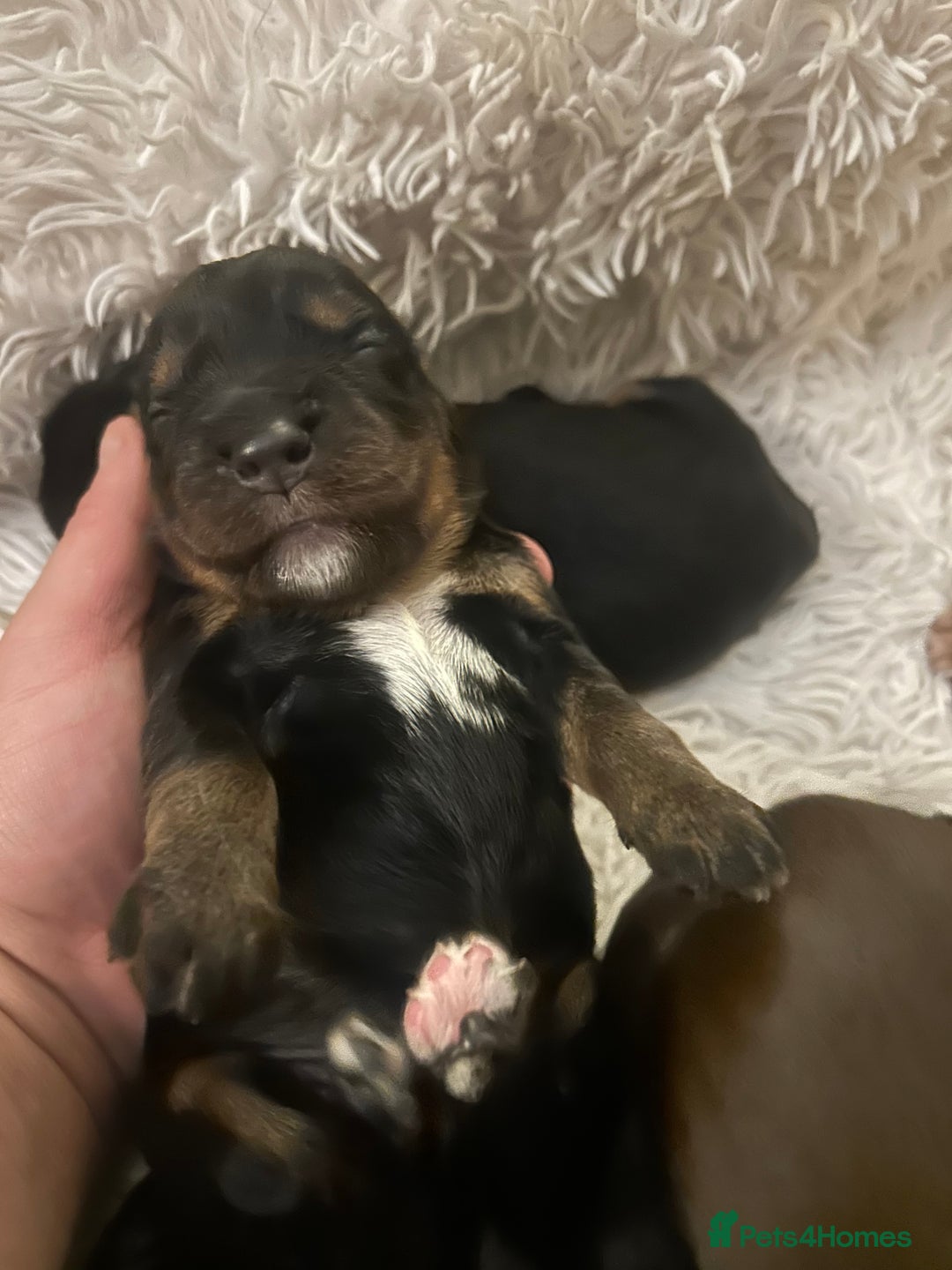 Cocker Spaniel dogs for sale: Cocker spaniel puppies - Image 23