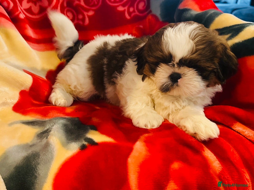Shih Tzu dogs for sale: Shihtzu  - Image 12