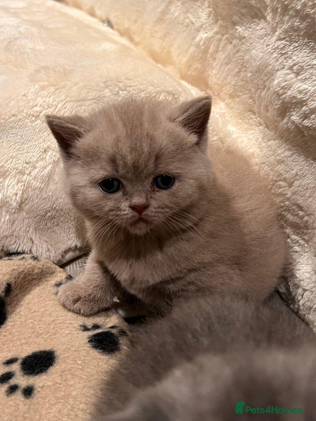 British Shorthair cats for sale: Multi-colour GCCF British Shorthair kittens  - Advert 34