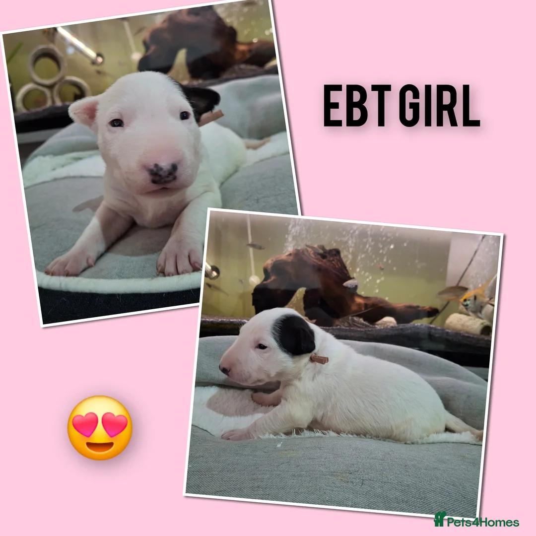 English Bull Terrier dogs for sale: Stunning english bull terrier pups - Advert 37
