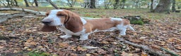 Basset Hound dogs for stud: Handsome Red & White KC Reg Basset Hound For Stud - Advert 10