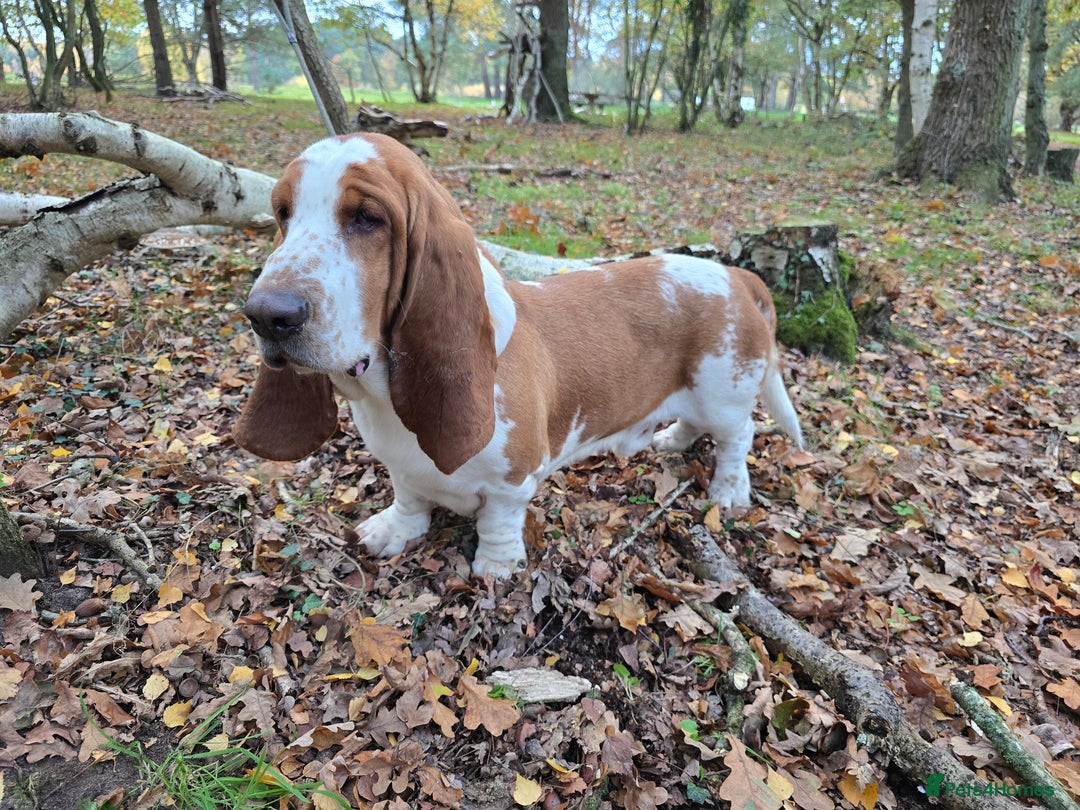 Basset Hound dogs for stud: Handsome Red & White KC Reg Basset Hound For Stud - Advert 10