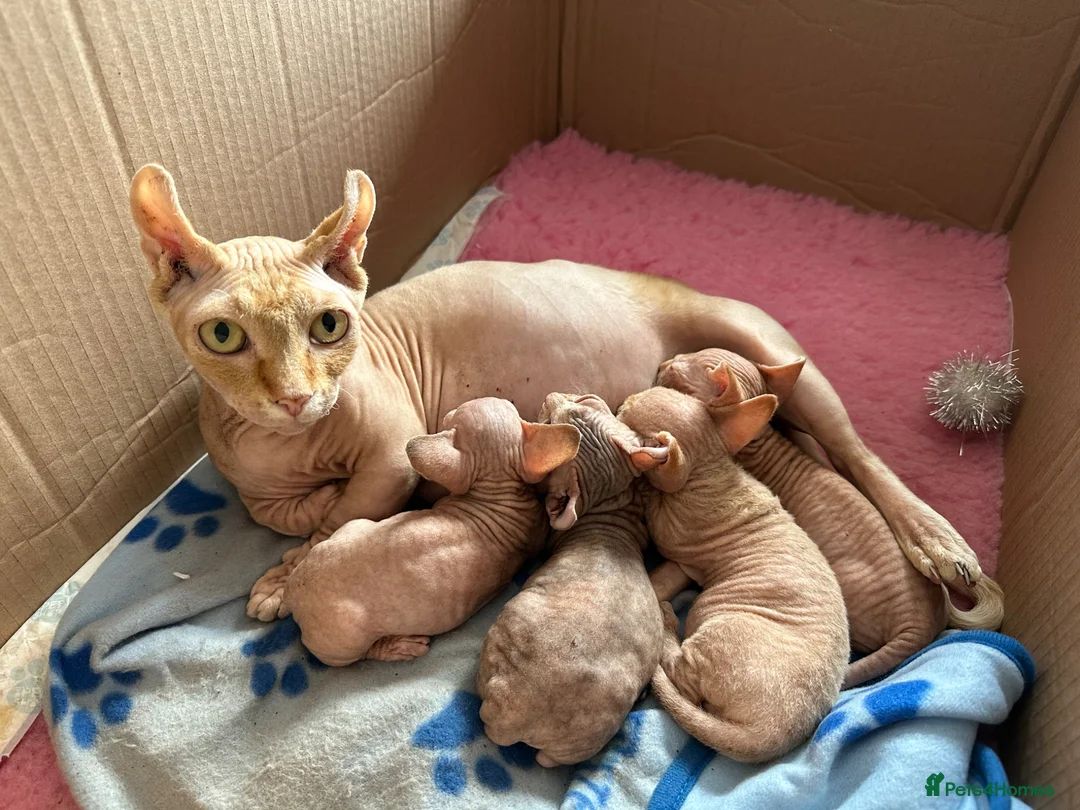 Sphynx cats for sale: Canadian bambino Sphynx kittens  - Advert 1