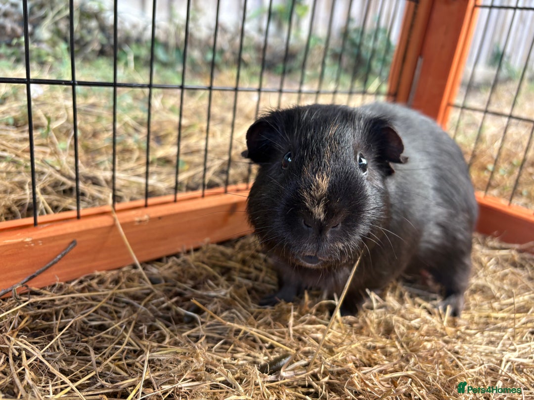 Guinea Pig rodents for sale: Sweet guinea pig boys to rehome. - Image 10