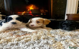 Cockapoo dogs for sale: Cockapoo Puppies Looking For 5* Homes  - Image 2