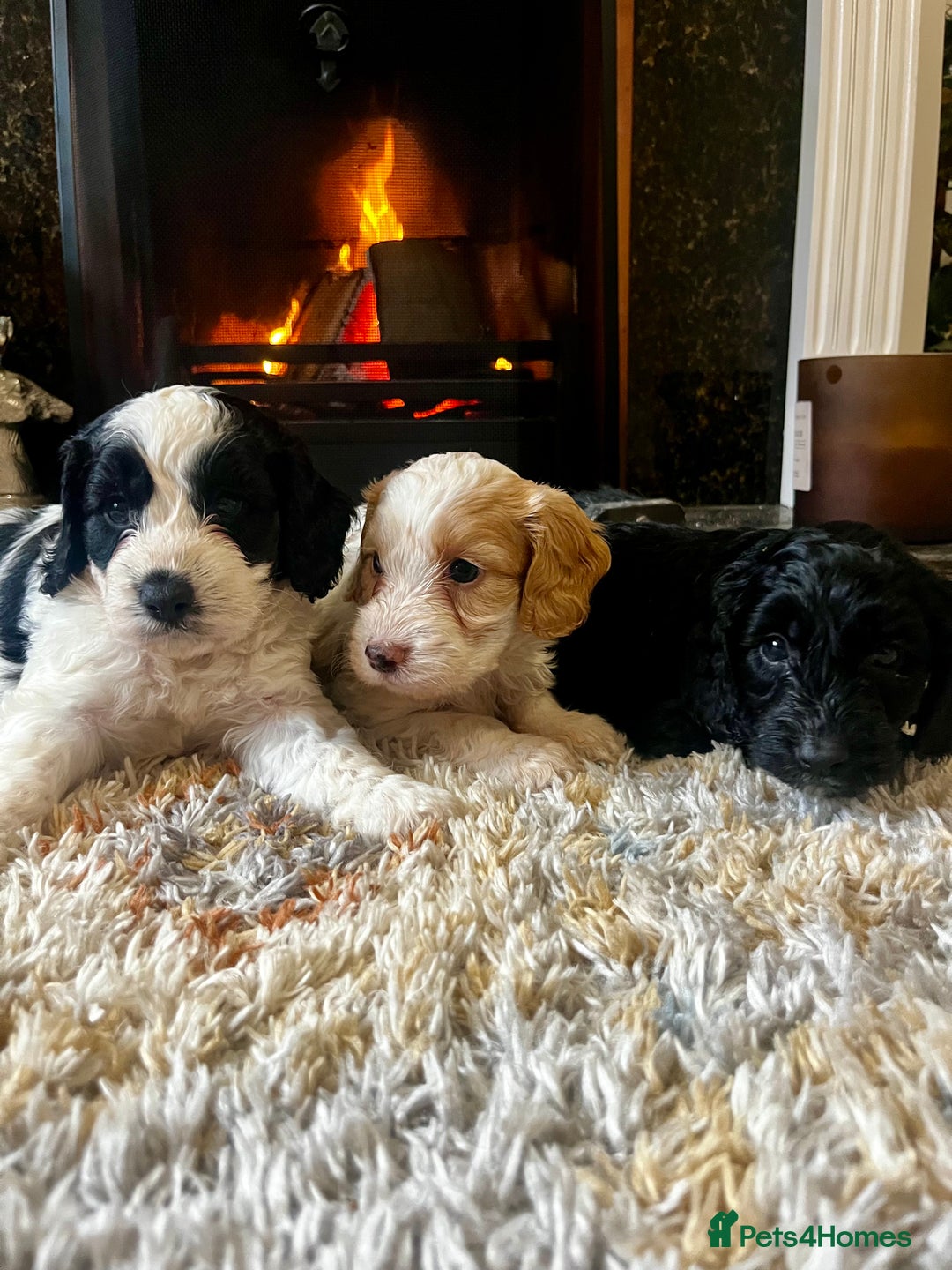 Cockapoo dogs for sale: Cockapoo Puppies Looking For 5* Homes  - Image 2