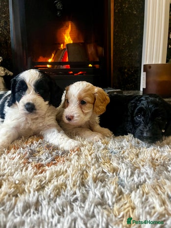 Cockapoo dogs - Advert 4