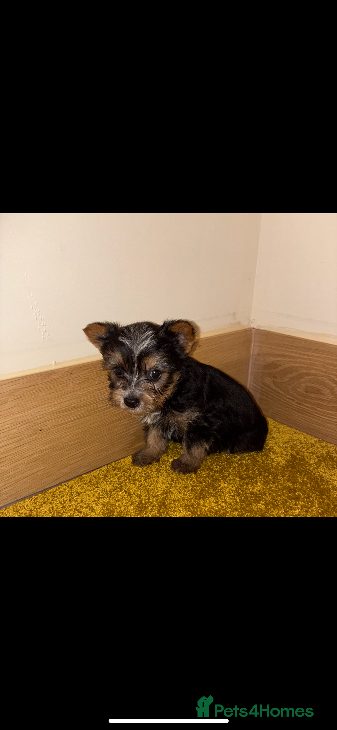 Yorkshire Terrier dogs for sale: Yorkshire terrier puppies for sale  - Advert 4