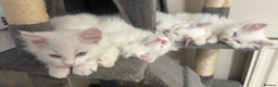 Maine Coon cats for sale: White Fluffy Kittens  - Advert 6