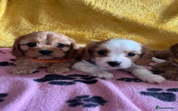 Cavapoo dogs for sale: Cavapoo x cavalier King Charles puppies  - Image 7