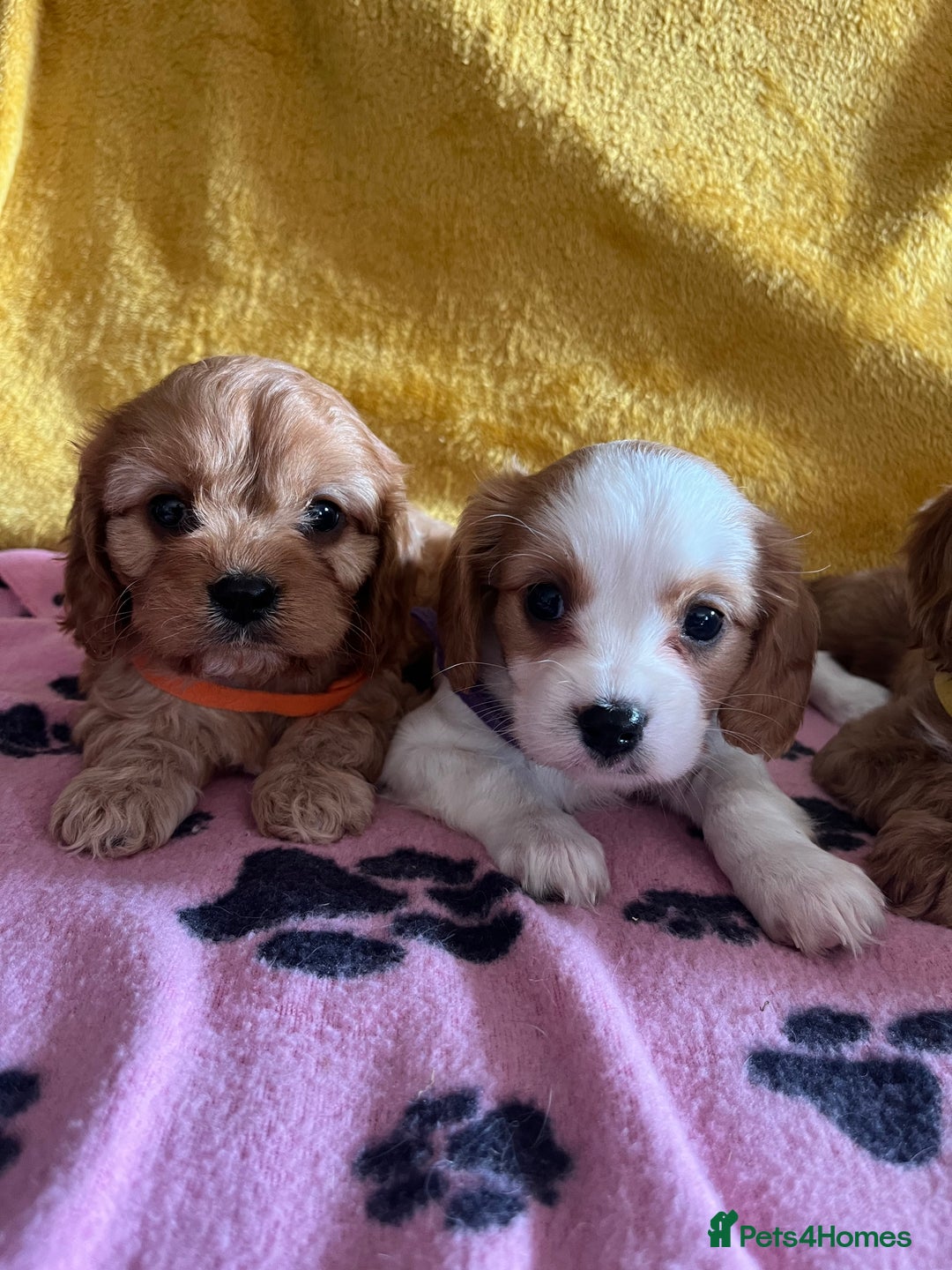 Cavapoo dogs for sale: Cavapoo x cavalier King Charles puppies  - Image 7