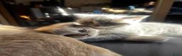 Scottish Fold cats for sale: ✨ Beautiful TICA babies Fold & Straight ✨  - Advert 12