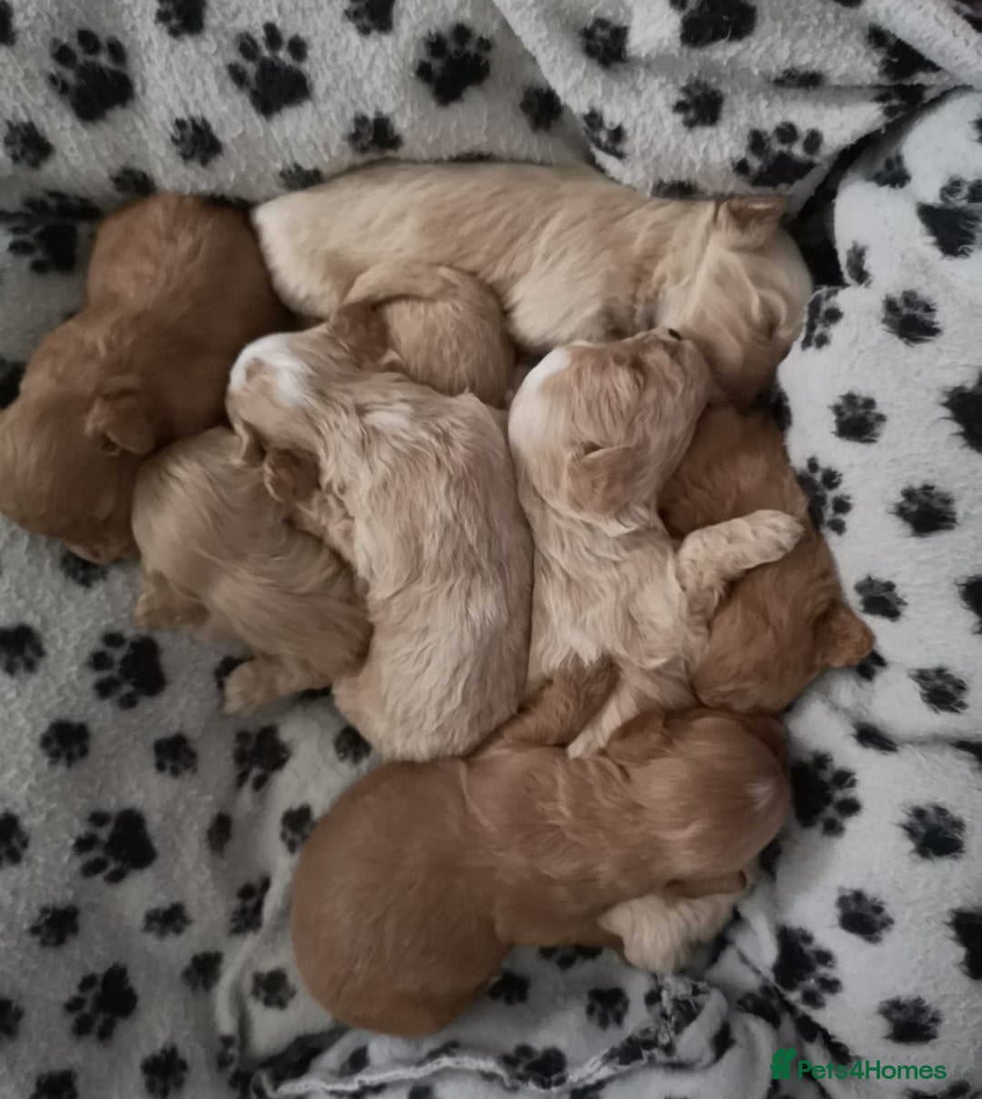 Maltipoo dogs for sale: DNA health tested maltipoo puppies  - Image 1