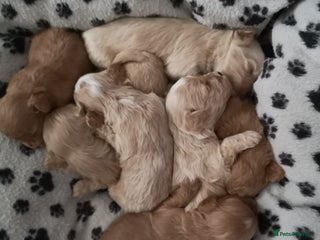 Maltipoo dogs DNA health tested maltipoo puppies - Advert 5