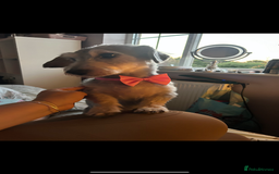 Mixed Breed dogs for sale: Nellie  - Image 4
