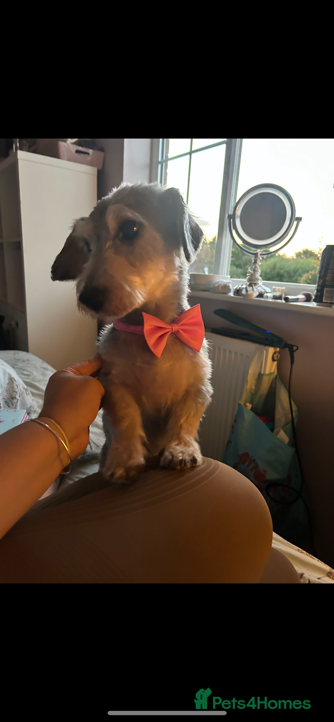 Mixed Breed dogs for sale: Nellie  - Image 4
