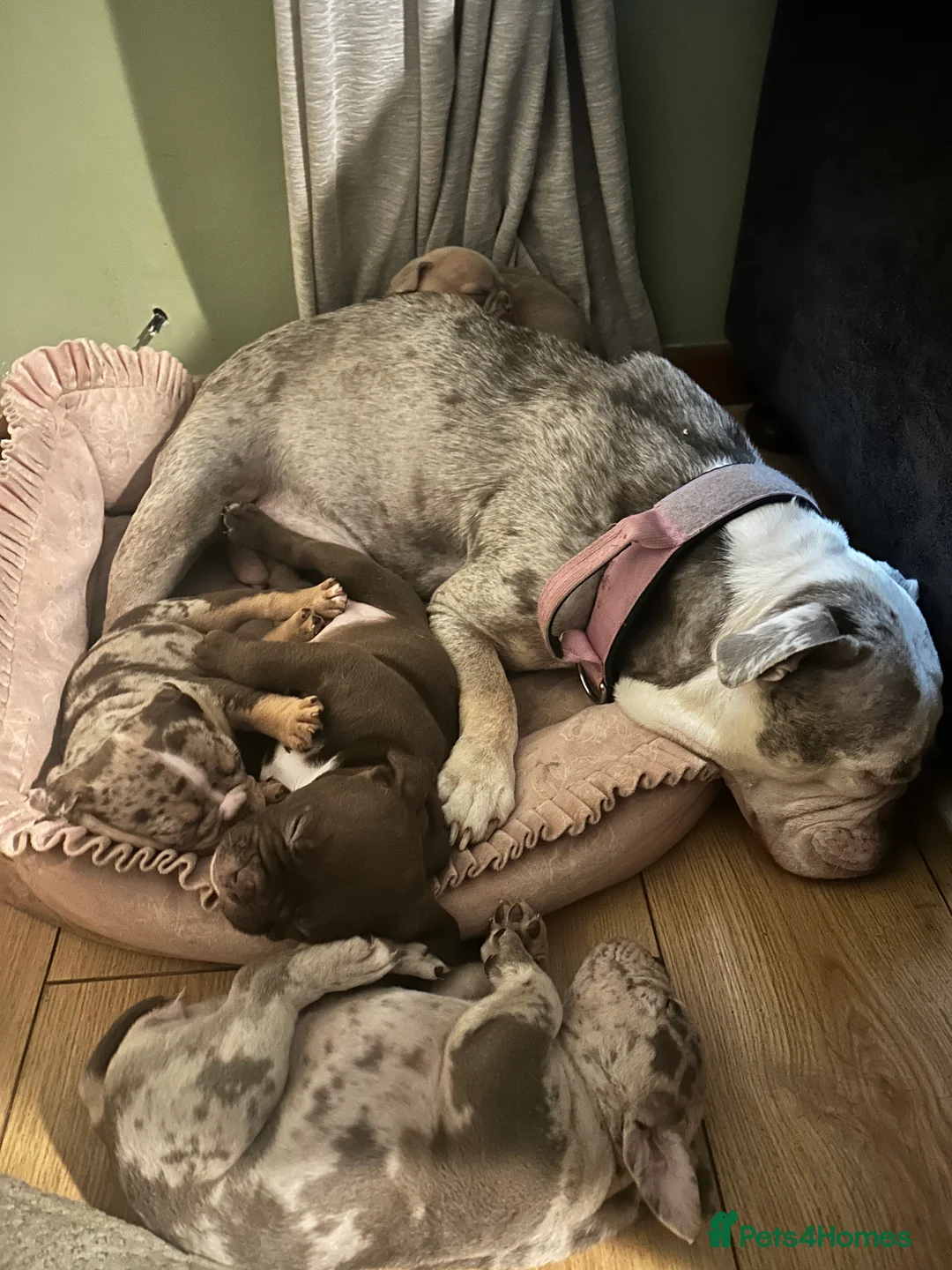 Old Tyme Bulldog dogs for sale: 7 full bred old tyme bulldogs  - Advert 1