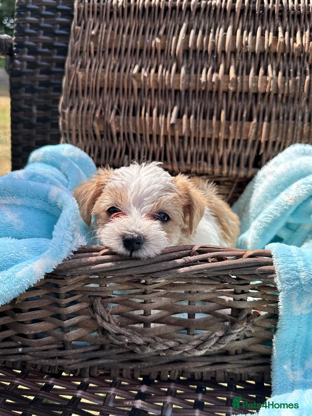 Mixed Breed dogs for sale: Jack Biewer Terriers  in Chesham - Advert 1