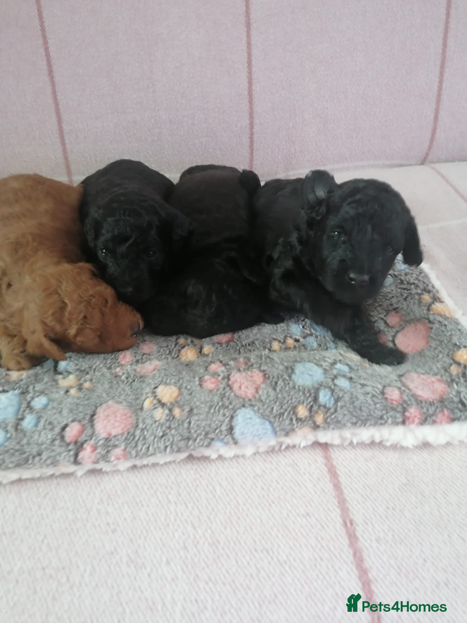 Toy Poodle dogs 4 Beautiful toy poodle puppies, black and red  - Advert 2