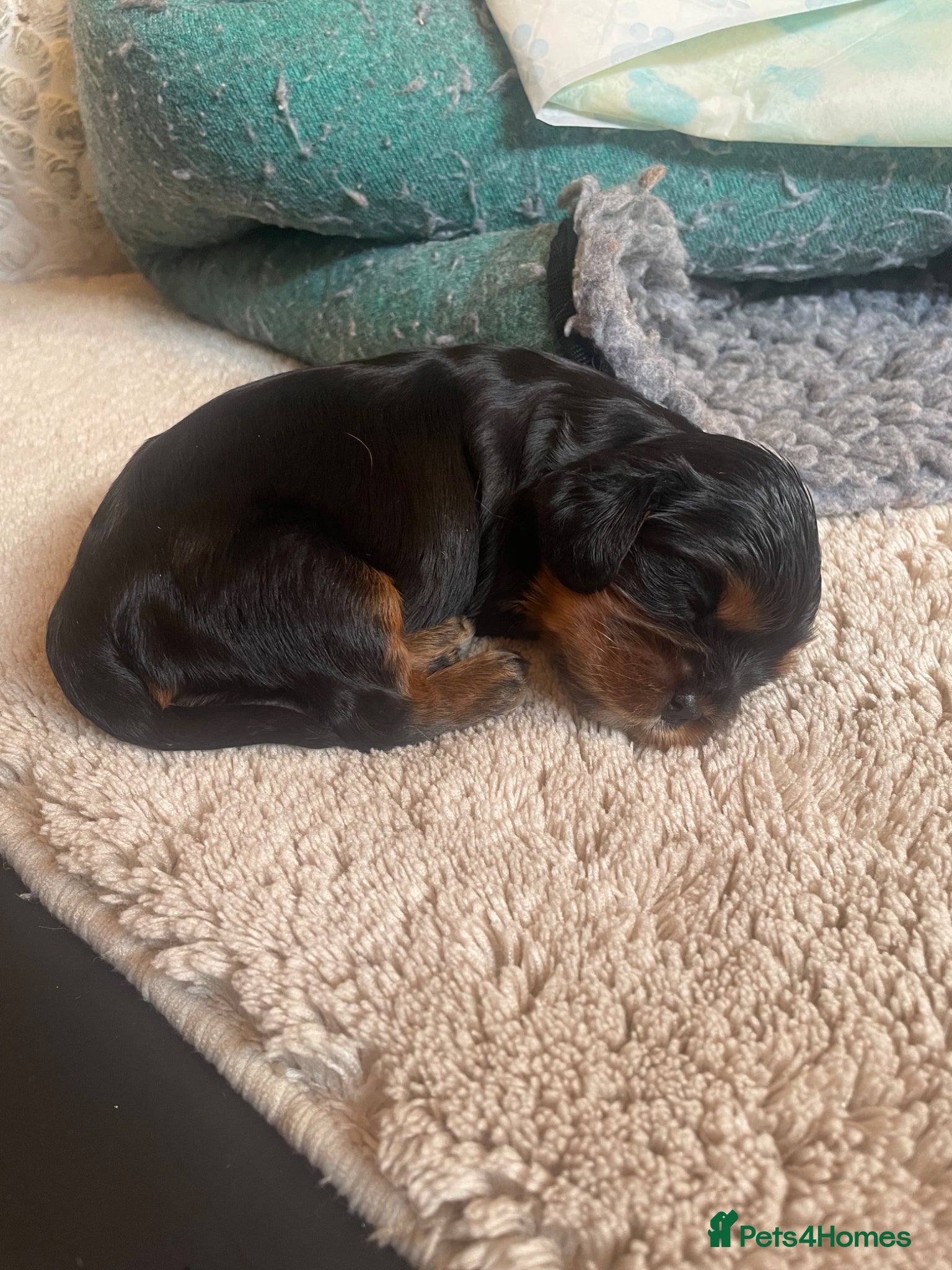 Cavalier King Charles Spaniel dogs for sale: King Charles cavalier babies  - Advert 4